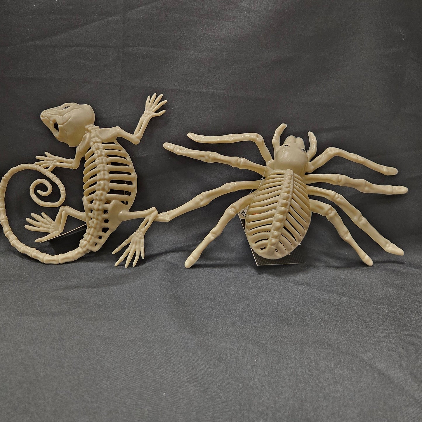 Animal Skeletons